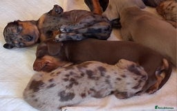 Miniature Dachshund dogs for sale: MINIATURE DASCHUND BOYS  - Advert 15