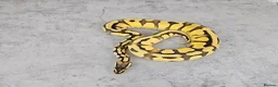 Python Snake reptiles for sale: Various Ball Pythons  - Advert 9