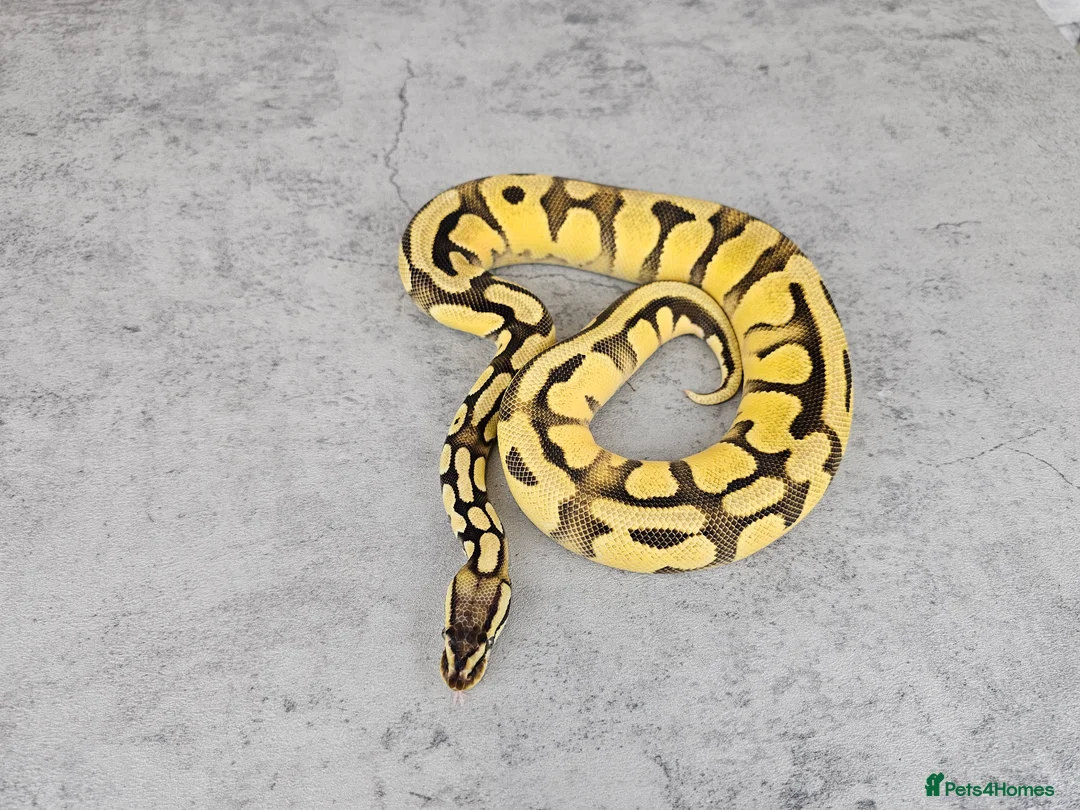 Python Snake reptiles for sale: Various Ball Pythons - Read description  - Advert 11