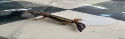 Leopard Gecko reptiles for sale: Mixed baby Leopard Geckos & 1 Black night - Advert 15