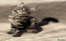 Maine Coon cats for sale: Pure blood Beautiful Maine coon kittens  - Image 4