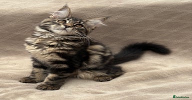 Maine Coon cats - Advert 16