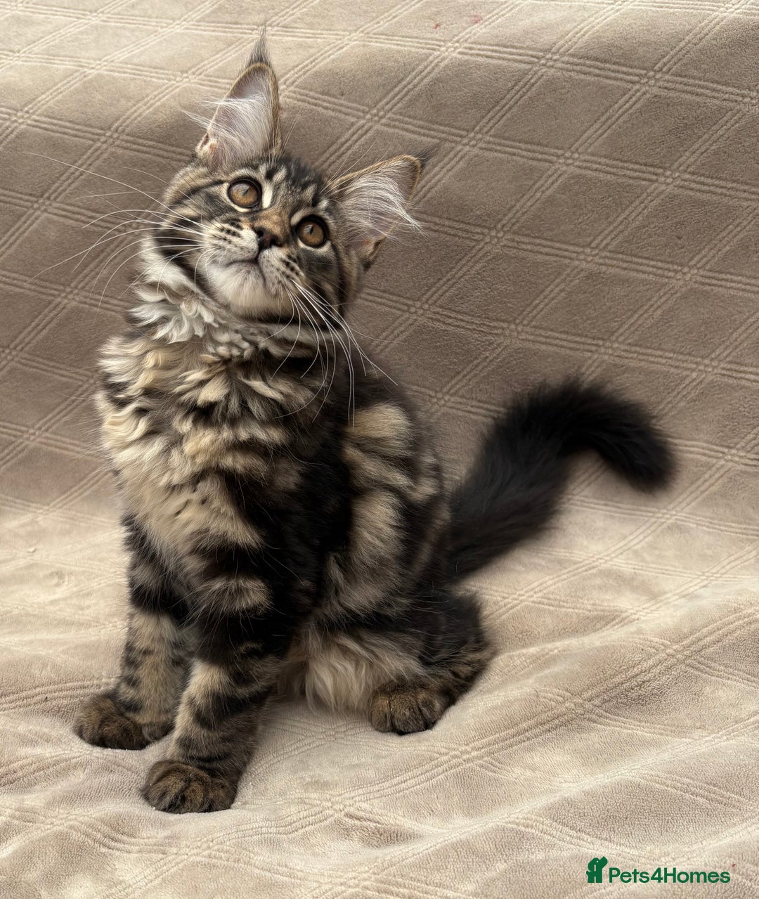 Maine Coon cats for sale: Pure blood Beautiful Maine coon kittens  - Image 4