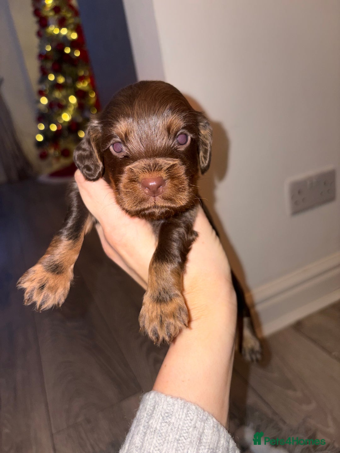 Cocker Spaniel dogs for sale: Cocker spaniel puppies  - Advert 15