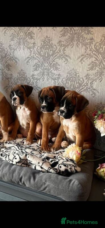 Boxer dogs KC Register Boxer Puppies - Advert 12