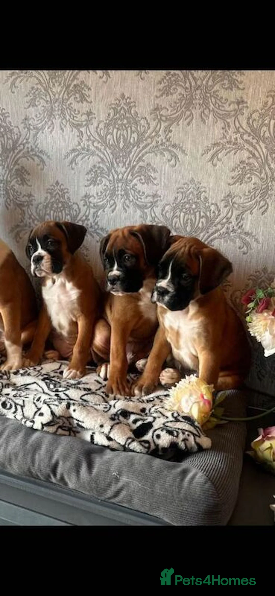 Boxer dogs for sale: KC Register Boxer Puppies - Advert 1