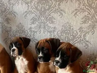 Boxer dogs KC Register Boxer Puppies - Advert 12