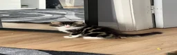 Mixed Breed cats for sale: Kitty for sale  - Advert 2