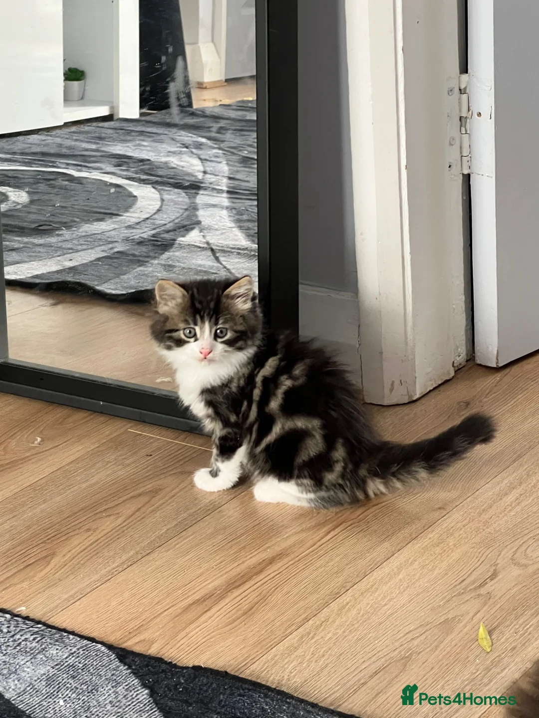 Mixed Breed cats for sale: Kitty for sale  - Advert 2