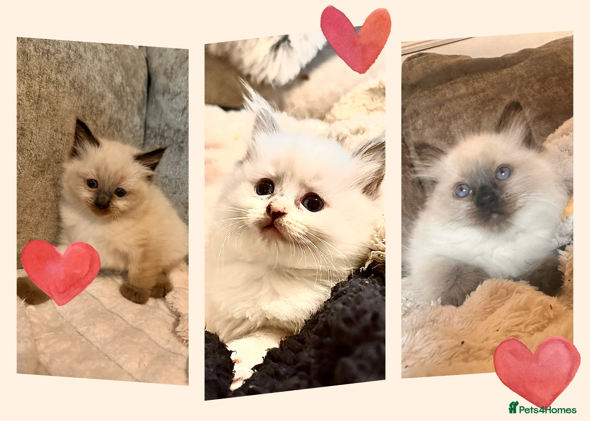 Ragdoll cats  Ragdoll Kittens - Advert 1