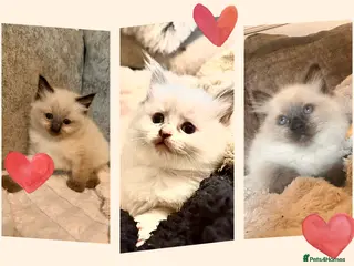 Ragdoll cats Ragdoll Kittens - Advert 1