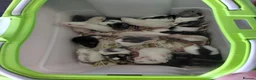 Rat rodents for sale: 2 white female dumbos mix of topeard and simise - Advert 13