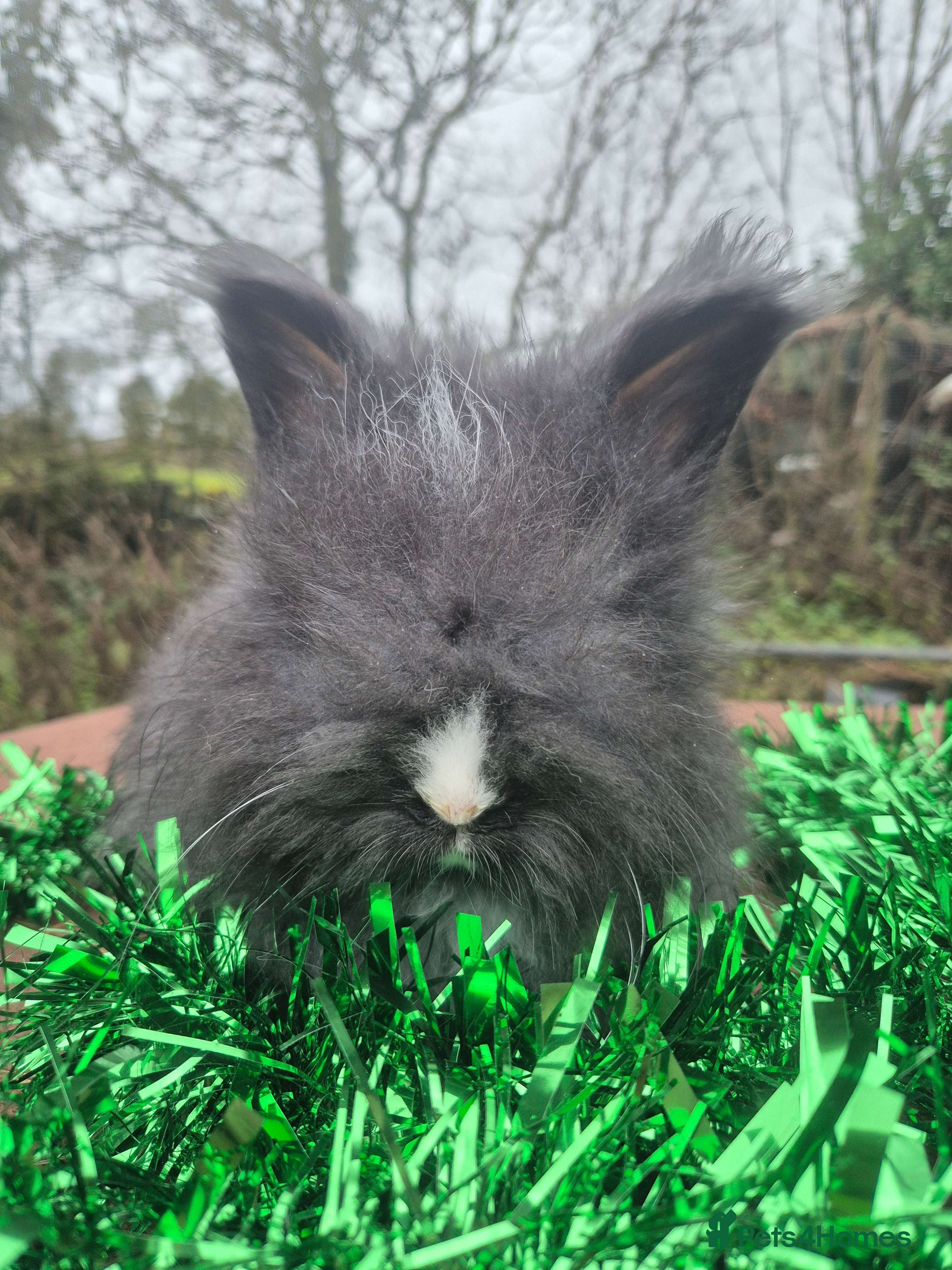 Angora rabbits 🧡 fulled faced imported parents 🇫🇷 bunnies 🧡 - Advert 11