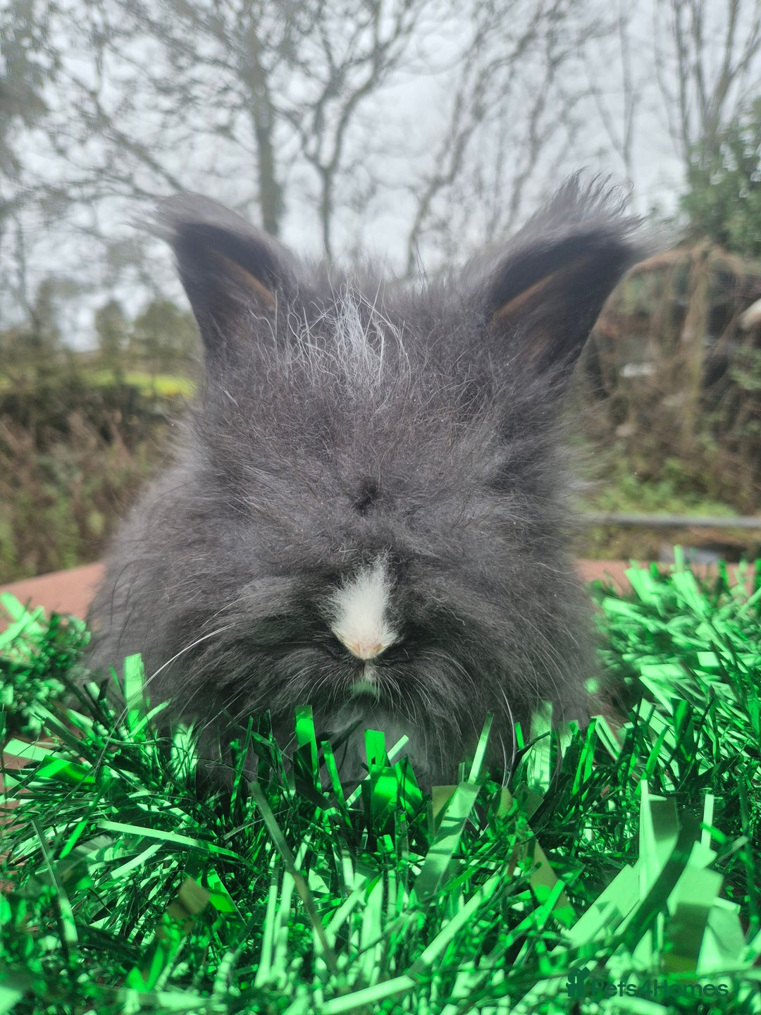Angora rabbits for sale: 🧡 fulled faced imported parents 🇫🇷 bunnies 🧡 - Advert 18