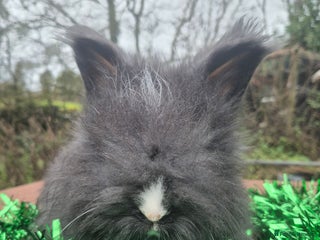 Angora rabbits 🧡 fulled faced imported parents 🇫🇷 bunnies 🧡 - Advert 11