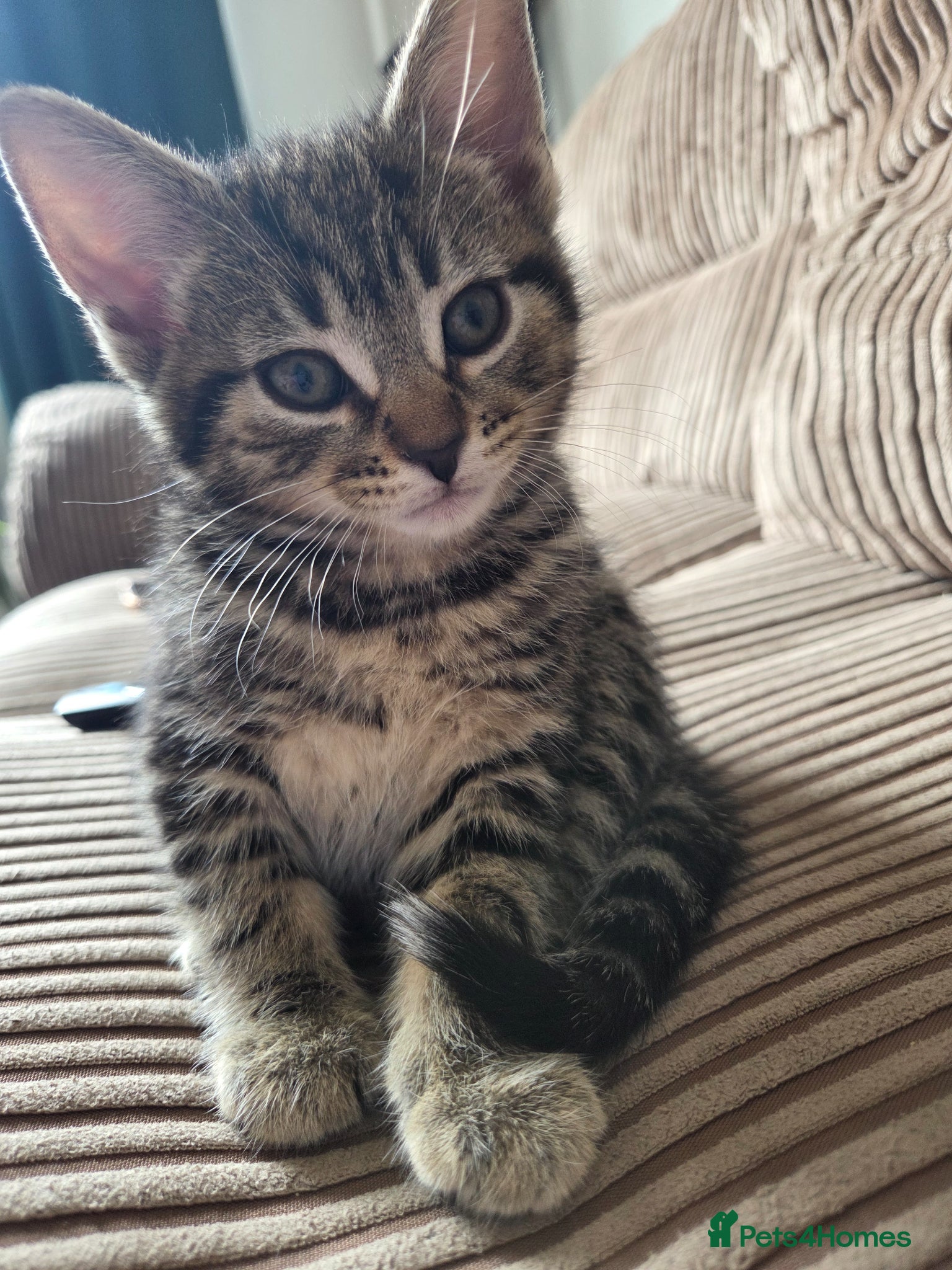 Mixed Breed cats One female tabby - Advert 15