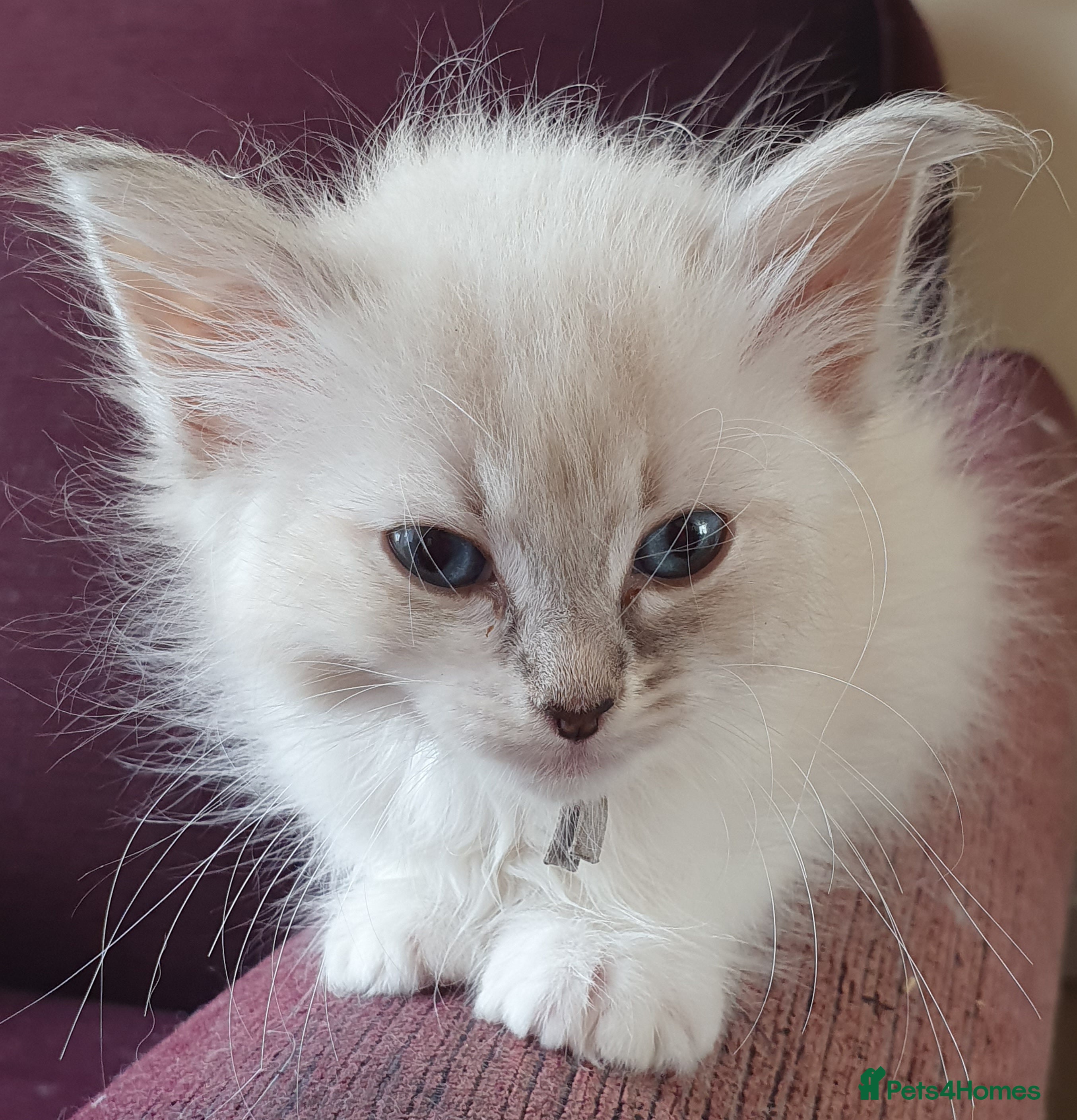 Siberian cats Soft and fluffy Siberian Neva Masquerade Kittens - Advert 2