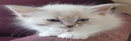 Siberian cats for sale: Soft and fluffy Siberian Neva Masquerade Kittens - Advert 2