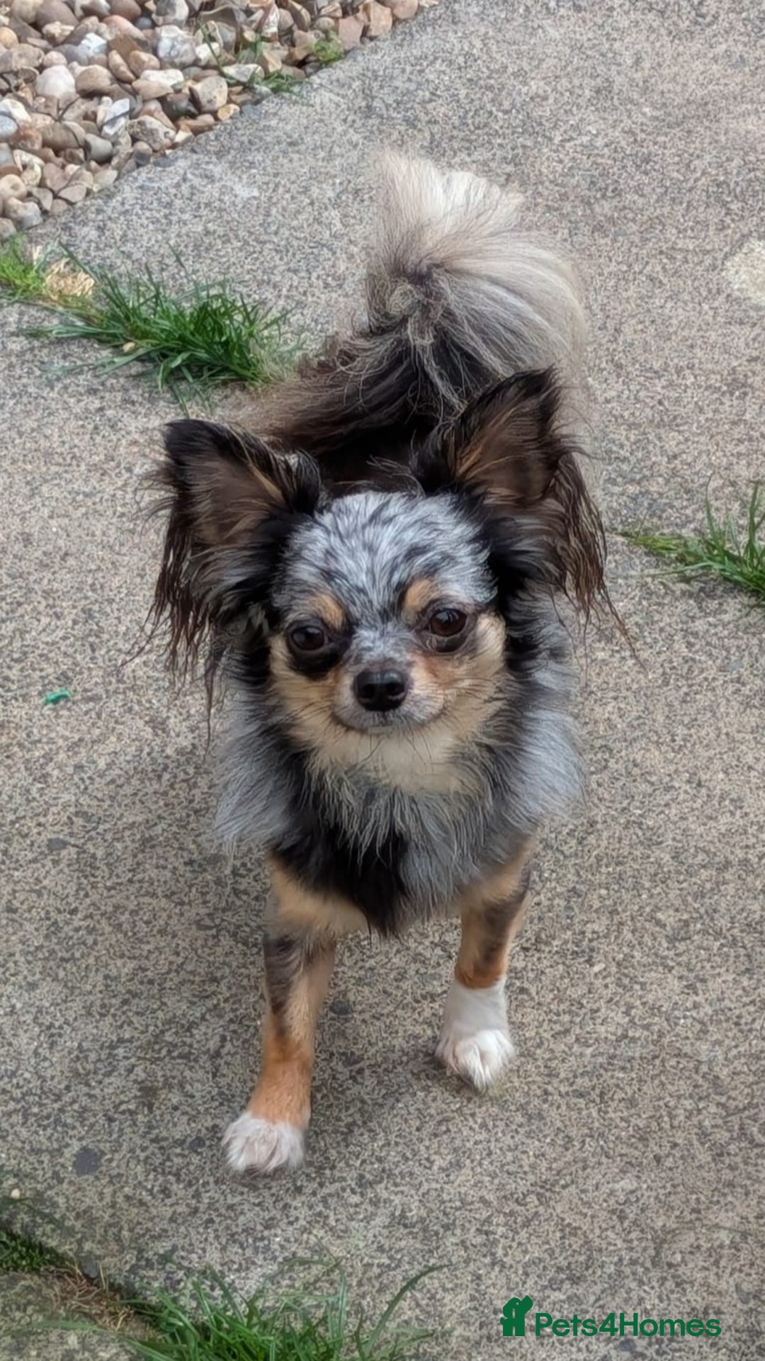 Chihuahua dogs for stud: Beautiful chihuahua stud boys - Advert 8