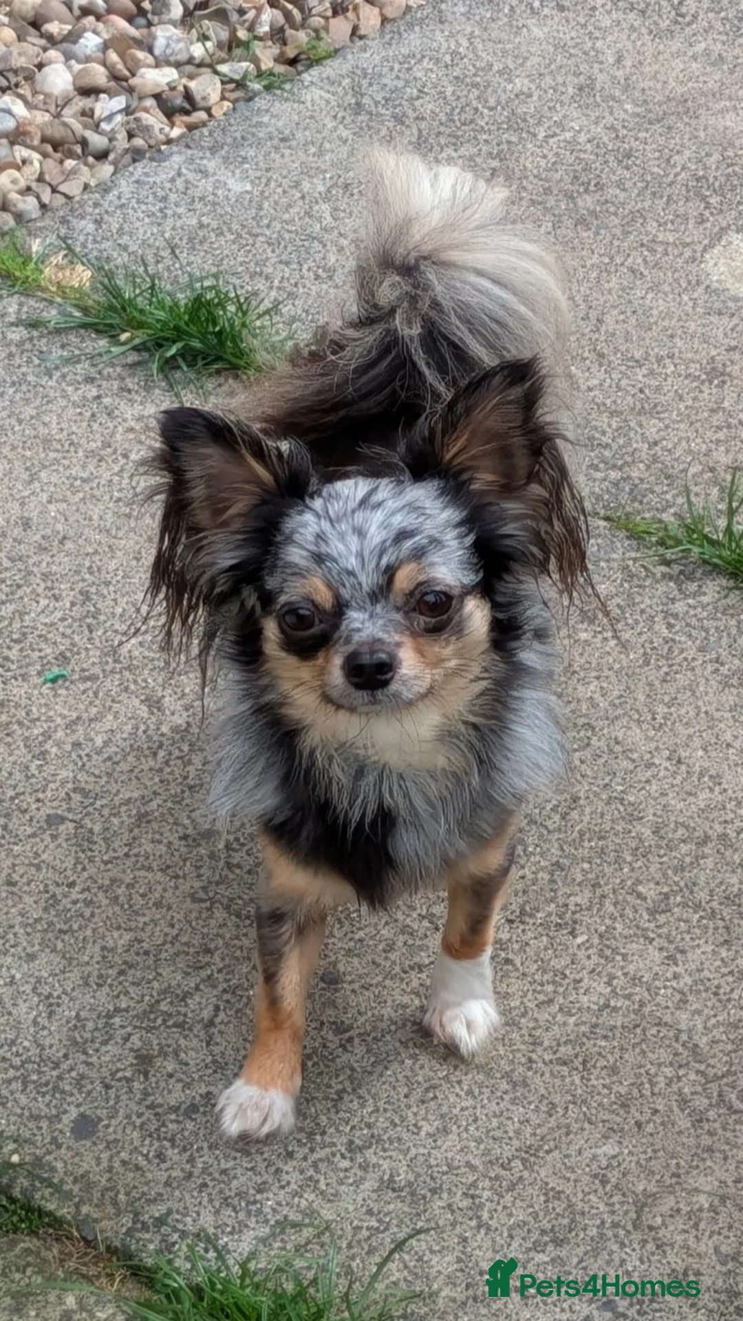 Chihuahua dogs for stud: Beautiful chihuahua stud boys - Advert 8