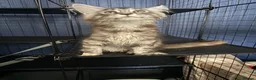 Maine Coon cats for sale: Beauty Maine coon girl ready now  - Advert 4