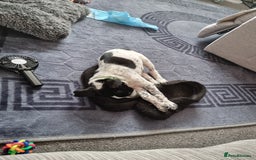 Mixed Breed dogs for sale: Lexie to home - Image 4