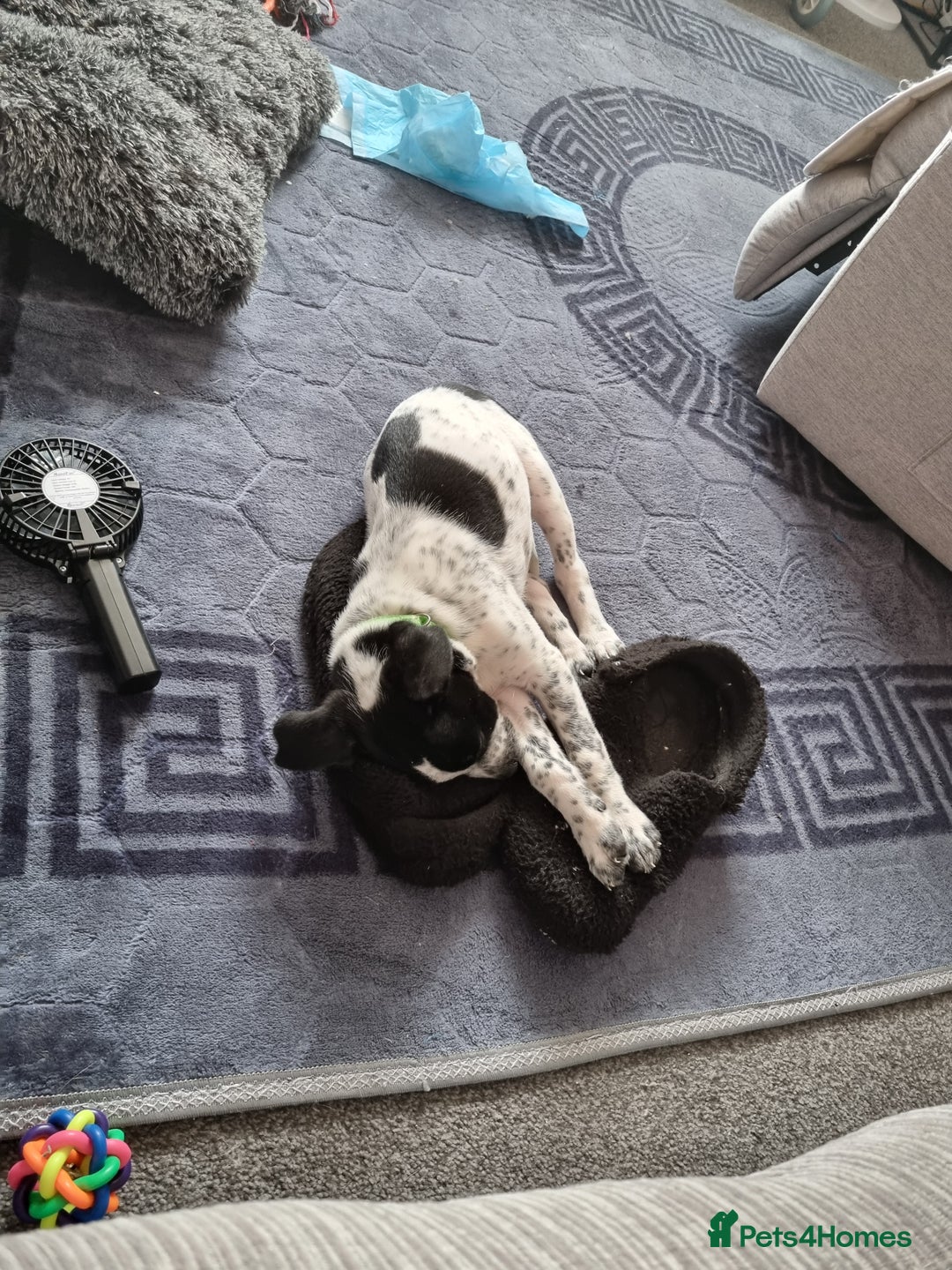 Mixed Breed dogs for sale: Lexie to home - Image 4
