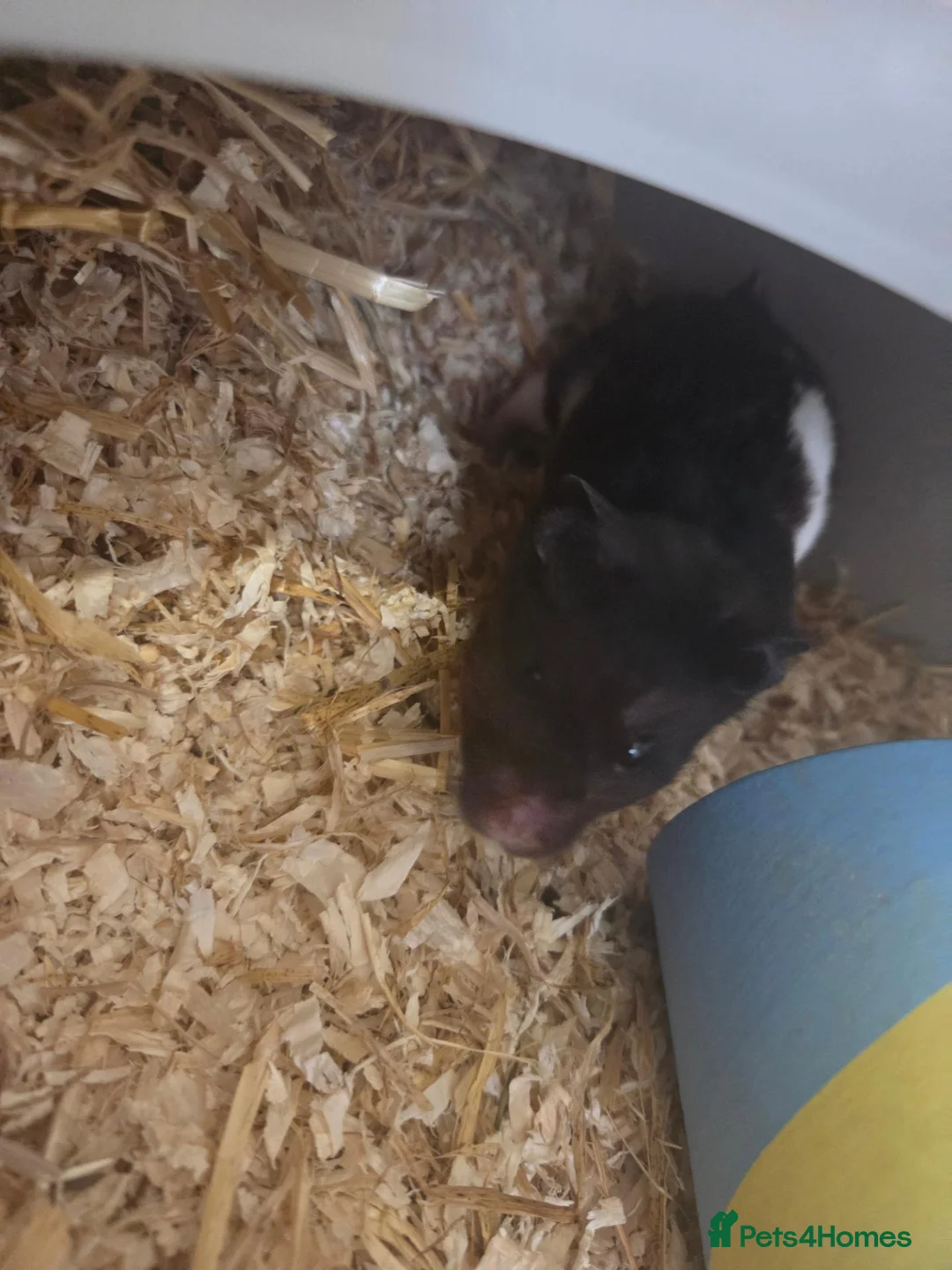 Hamster rodents for sale: Male hamster with cage in Nottingham - Advert 1
