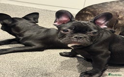 French Bulldog dogs for sale: French Bulldog Puppies 3 Months Old Girl and Boy  - Image 19