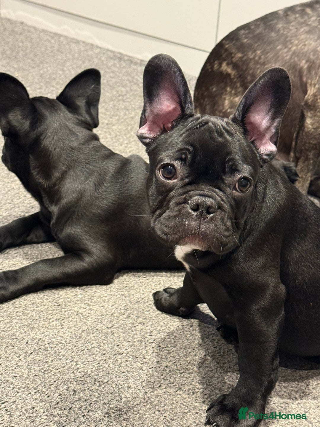 French Bulldog dogs for sale: French Bulldog Puppies 3 Months Old Girl and Boy  - Image 19