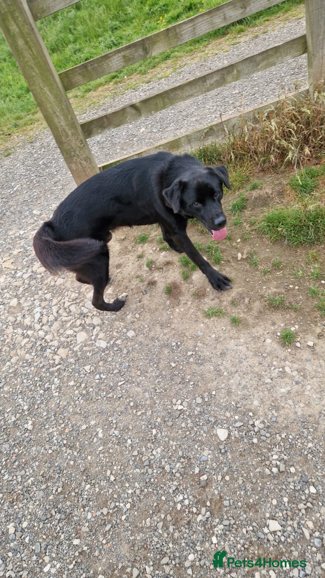 Mixed Breed dogs for sale: Golden retriever x akita - Image 4