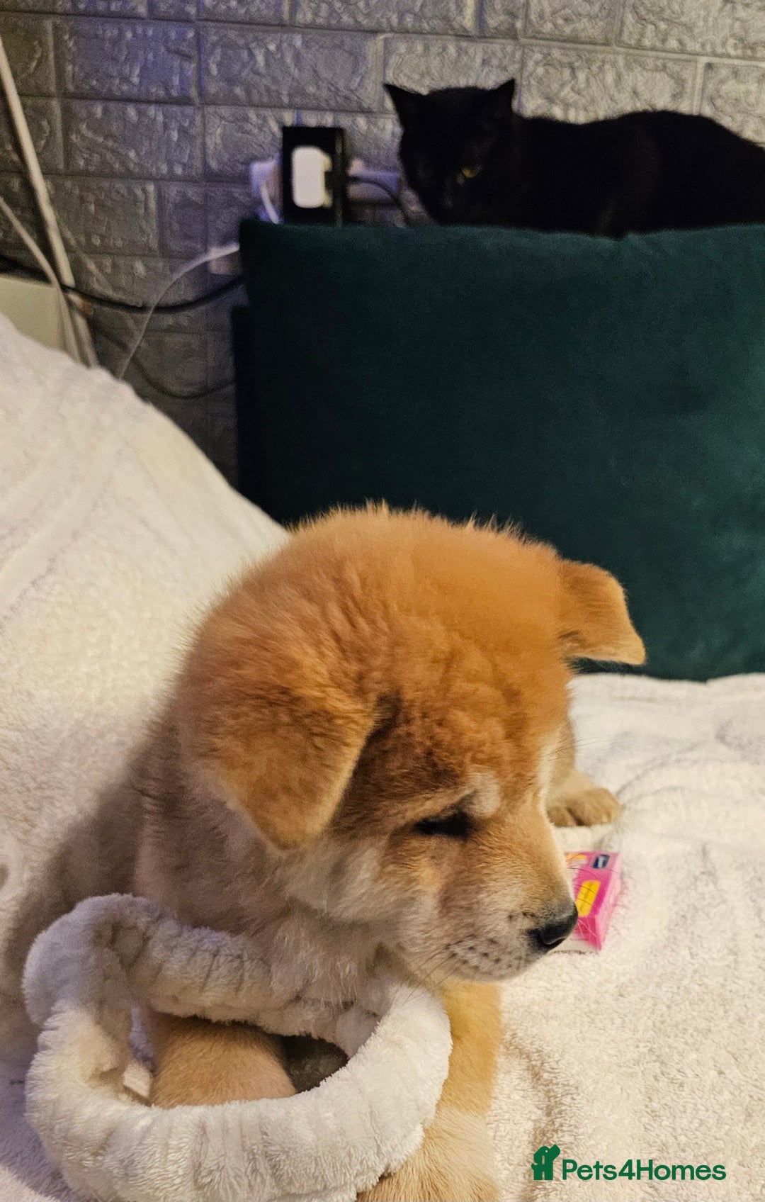 Mixed Breed dogs for sale: Chowsky puppies ready to go chow x siberian husky - Advert 13