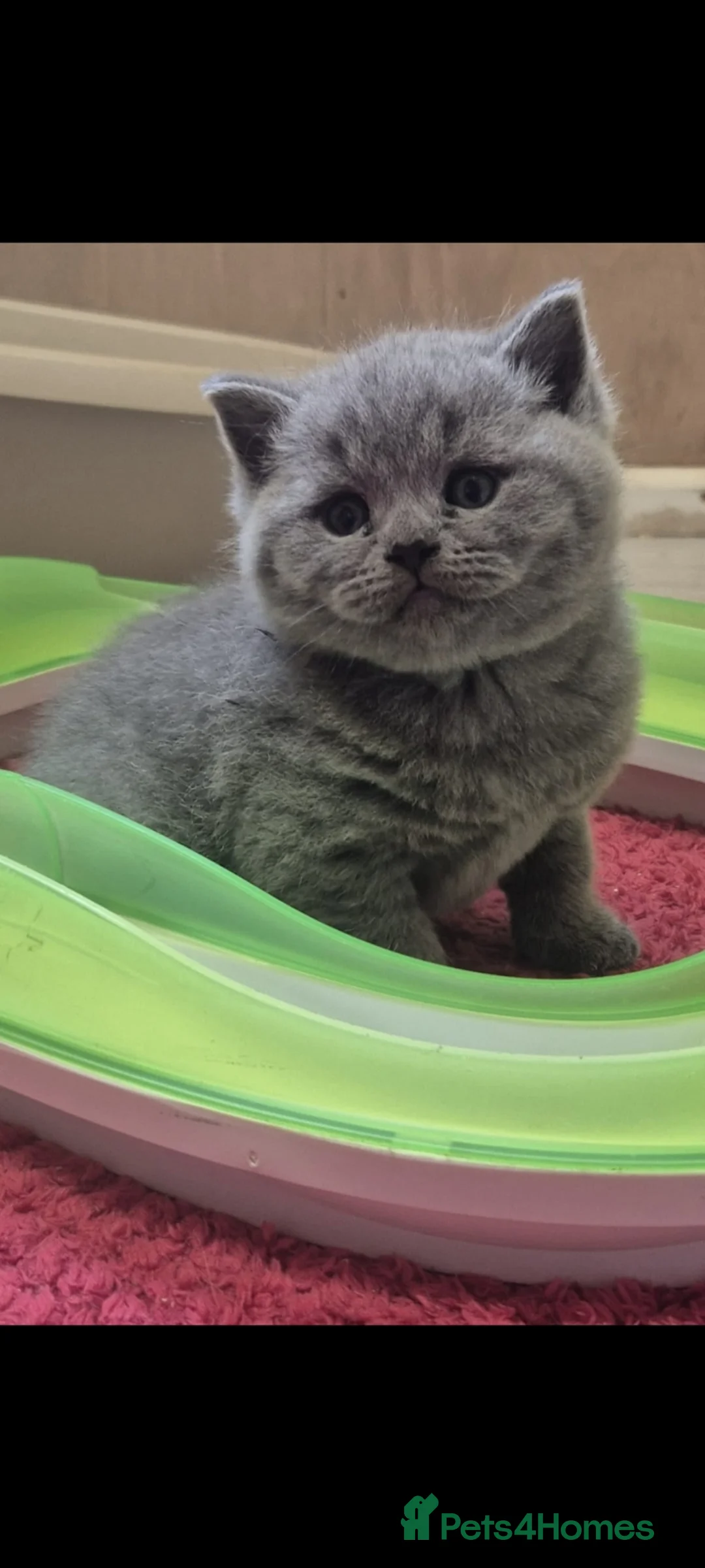 British Shorthair cats for sale: STUNNING GCCF BSH BLUE BOY KITTENS - Advert 2
