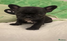 French Bulldog dogs for sale: Beautiful french bulldog puppies  - Advert 10
