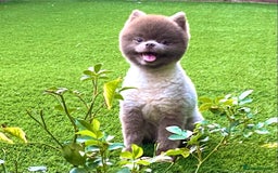 Pomeranian dogs for stud: Beautiful Lilac / Lavender Pomeranian at Stud in Luton - Image 3