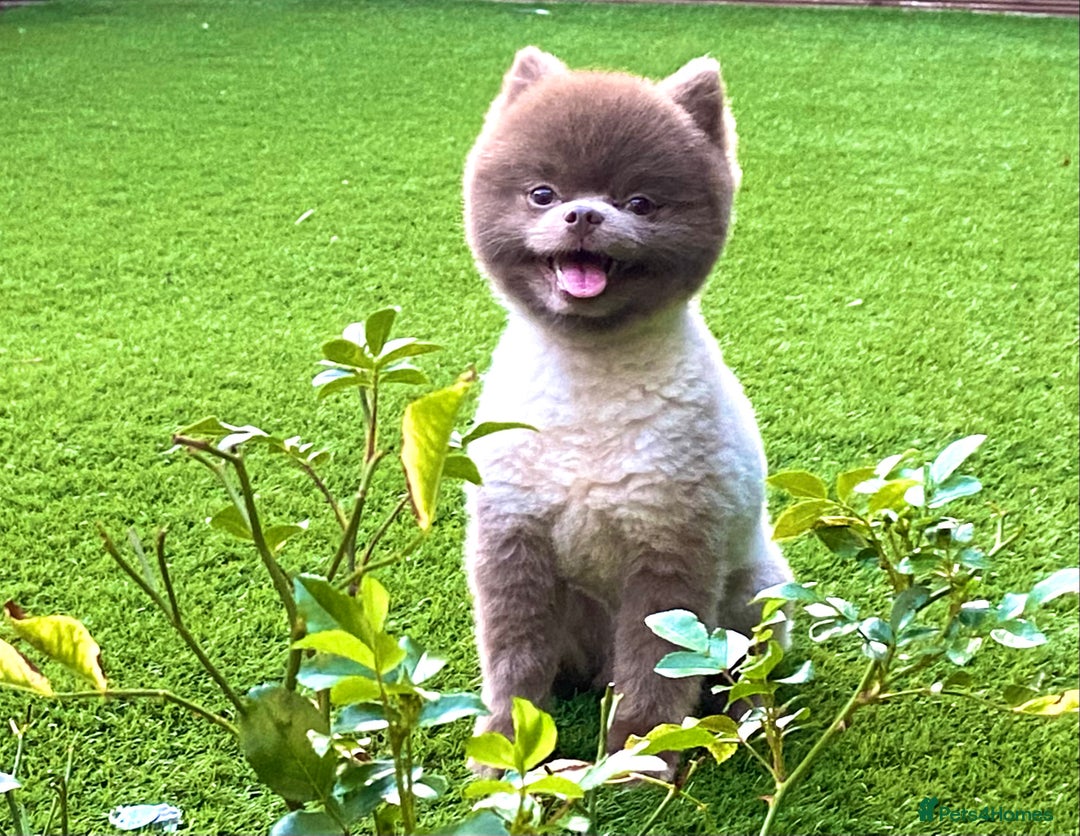 Pomeranian dogs for stud: Beautiful Lilac / Lavender Pomeranian at Stud in Luton - Image 3