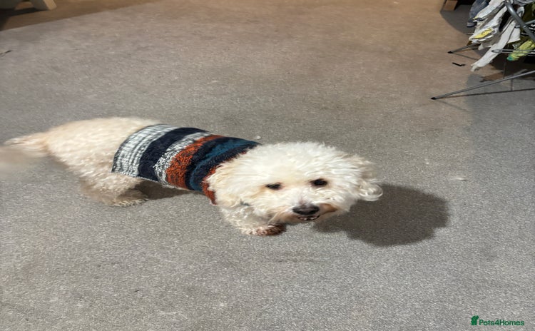 Cockapoo dogs 8 year old Cockapoo needs home - Advert 9