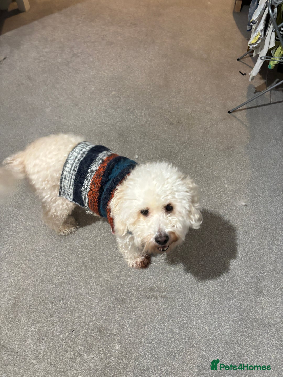 Cockapoo dogs for sale: 8 year old Cockapoo needs home - Advert 1