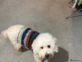 Cockapoo dogs for sale: 8 year old Cockapoo needs home - Advert 1