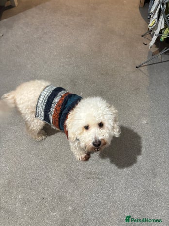 Cockapoo dogs 8 year old Cockapoo needs home - Advert 9