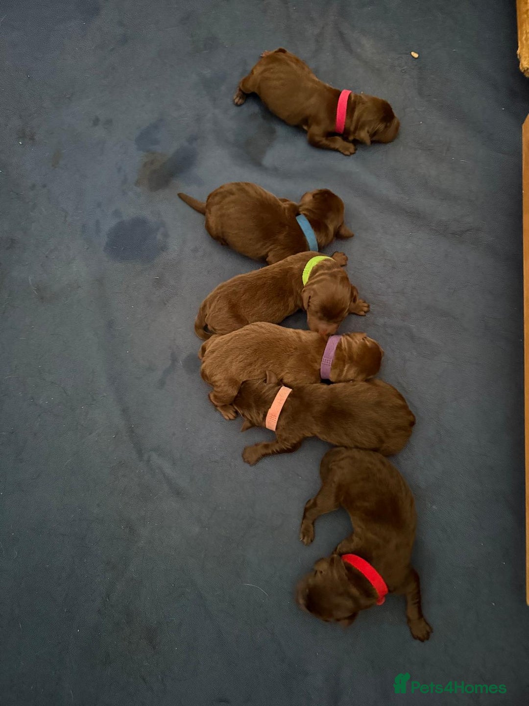 Labrador Retriever dogs for sale: Beautiful Chocolate Labrador Puppies  - Advert 5