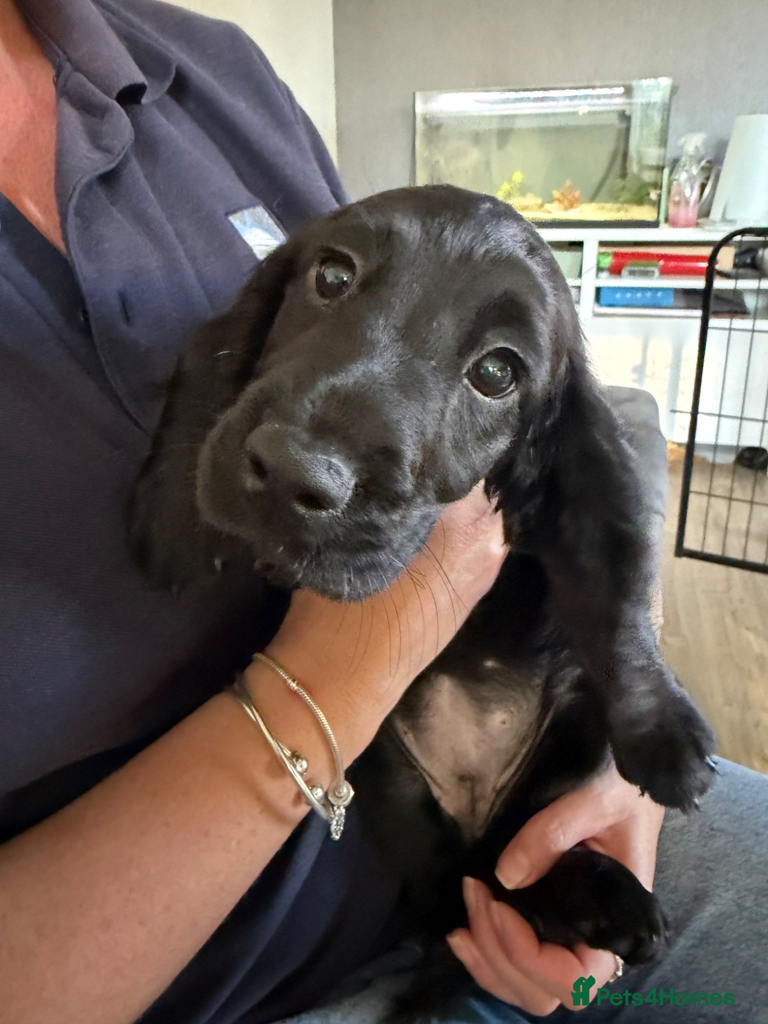 Sprocker dogs Sprocker Pups | Ready to leave | 1 left - Advert 1