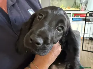 Sprocker dogs Sprocker Pups | Ready to leave | 1 left - Advert 1