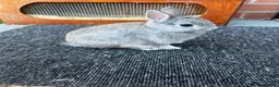 Netherland Dwarf rabbits for sale: Two beautiful netherland dwarfs  - Advert 5