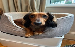 Miniature Dachshund dogs for stud: Meet Tequila – The Heart-Melting Hound! 🐾 - Image 6