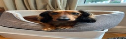 Miniature Dachshund dogs for stud: Meet our beautiful boy Tequila! - Advert 7