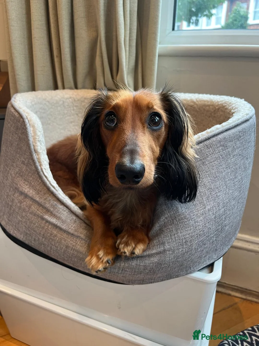 Miniature Dachshund dogs for stud: Meet our beautiful boy Tequila! - Advert 7