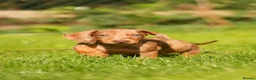 Dachshund dogs for sale: READY NOW Wire Haired Dachshunds Teckles  - Advert 12