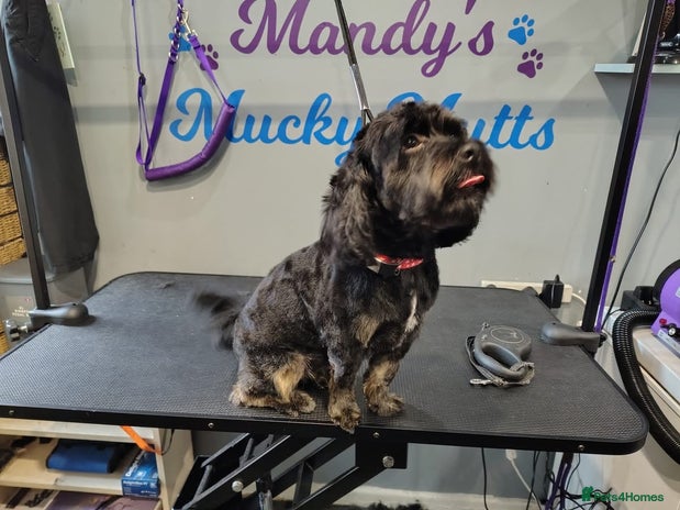 Shihpoo dogs Teddy the Shihpoo - Advert 1