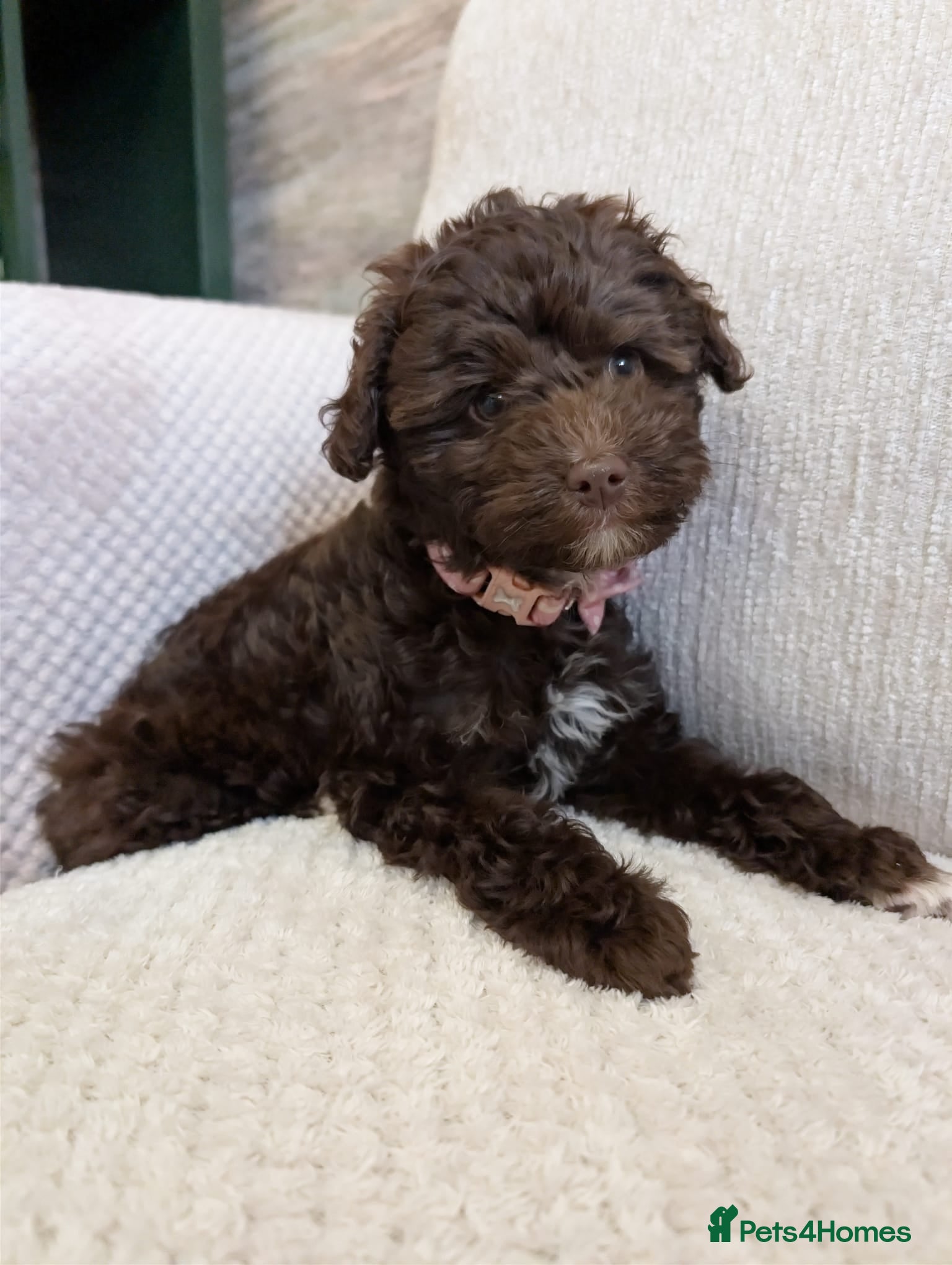 Mixed Breed dogs Powder Puff Poo Puppies - Advert 1